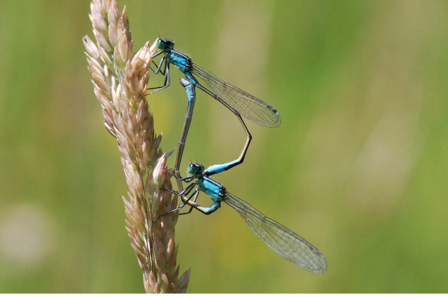 in due  meglio 2: Ischnura elegans